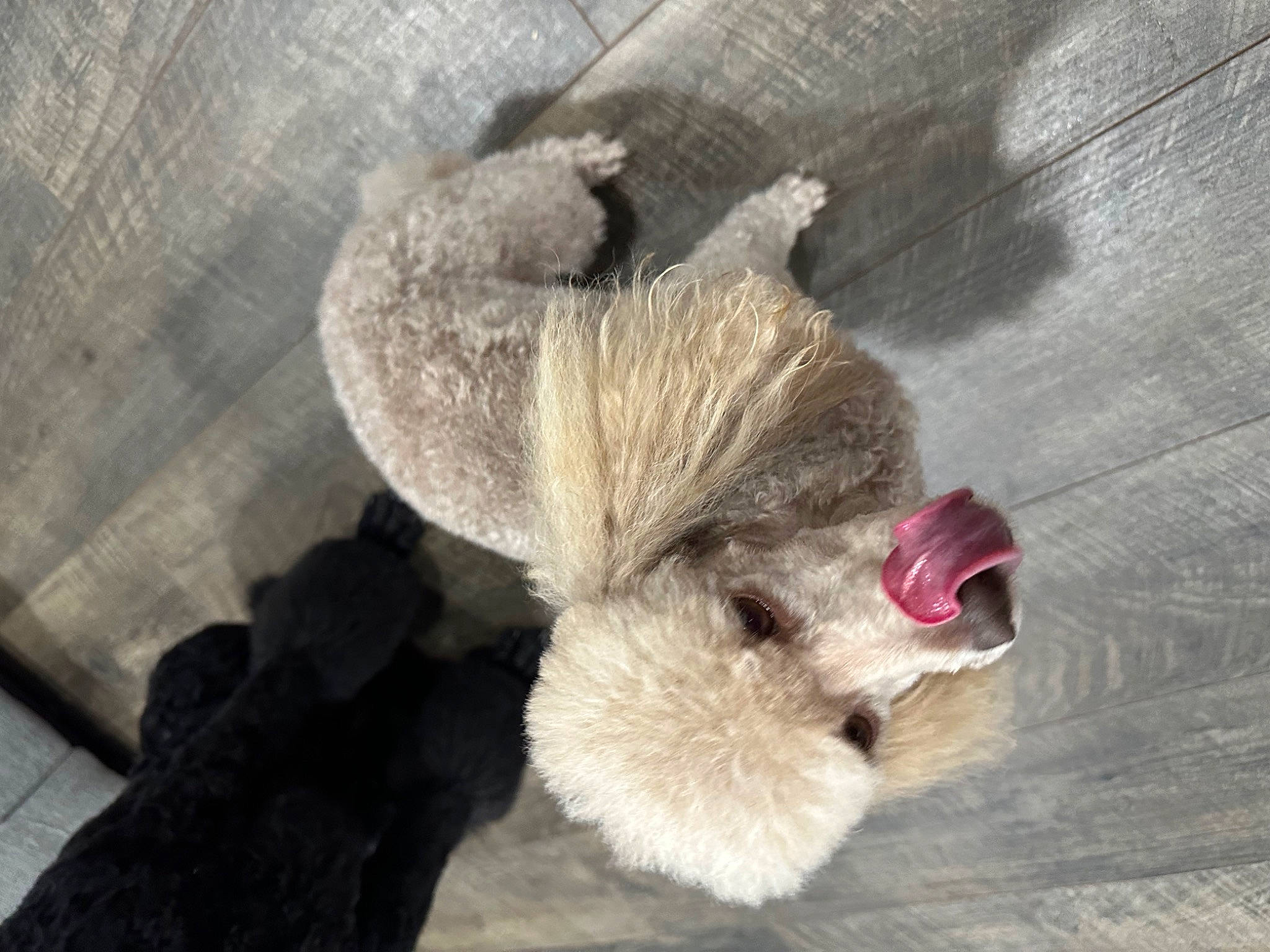 Autumn joined the competition — help win amazing prizes! canidae, carnivore, claw, companion_dog, dog, dog_breed, fawn, fur, non_sporting_group, paw, snout, sporting_group, tail, terrestrial_animal, toy_dog, wildlife, wing, wood, working_animal