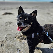 Ohanna participe au concours pour gagner de l'argent avec cette photo : animal, beach, black_dog, canine, closeup, daytime, dog, happy, harness, leash, nature, outdoor, pet, playful, sand, smiling, summer, sunny, tan_markings, tongue_out