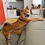 appliance, canine, couch, curious, dog, domestic_animal, ears, floor, fur, home_interior, household, indoors, kitchen, living_room, pet, pillow, shiba_inu, stretching, tail, wood_floor