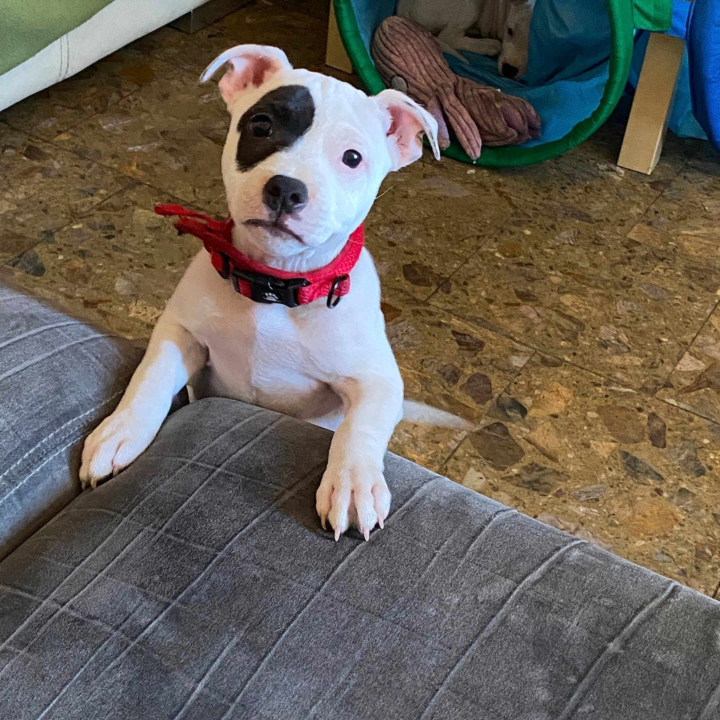 Aïzen a rejoint le concours — aidez-le/la à gagner de superbes lots ! puppy, dog, second_dog, white_fur, black_patch, red_collar, sitting, paws, portrait, wide_eyed, indoors, living_room, couch, floor, playpen, toy, pet, cute, animal, photography