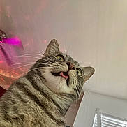 Pickles is registered to the contest to win money with this photo: cat, tabby, indoor, ceiling_fan, tongue_out, surprised, whiskers, fur, pet, animal, window, blinds, light, colorful, ceiling, close_up, expression, funny, home, domestic