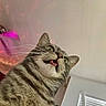 cat, tabby, indoor, ceiling_fan, tongue_out, surprised, whiskers, fur, pet, animal, window, blinds, light, colorful, ceiling, close_up, expression, funny, home, domestic