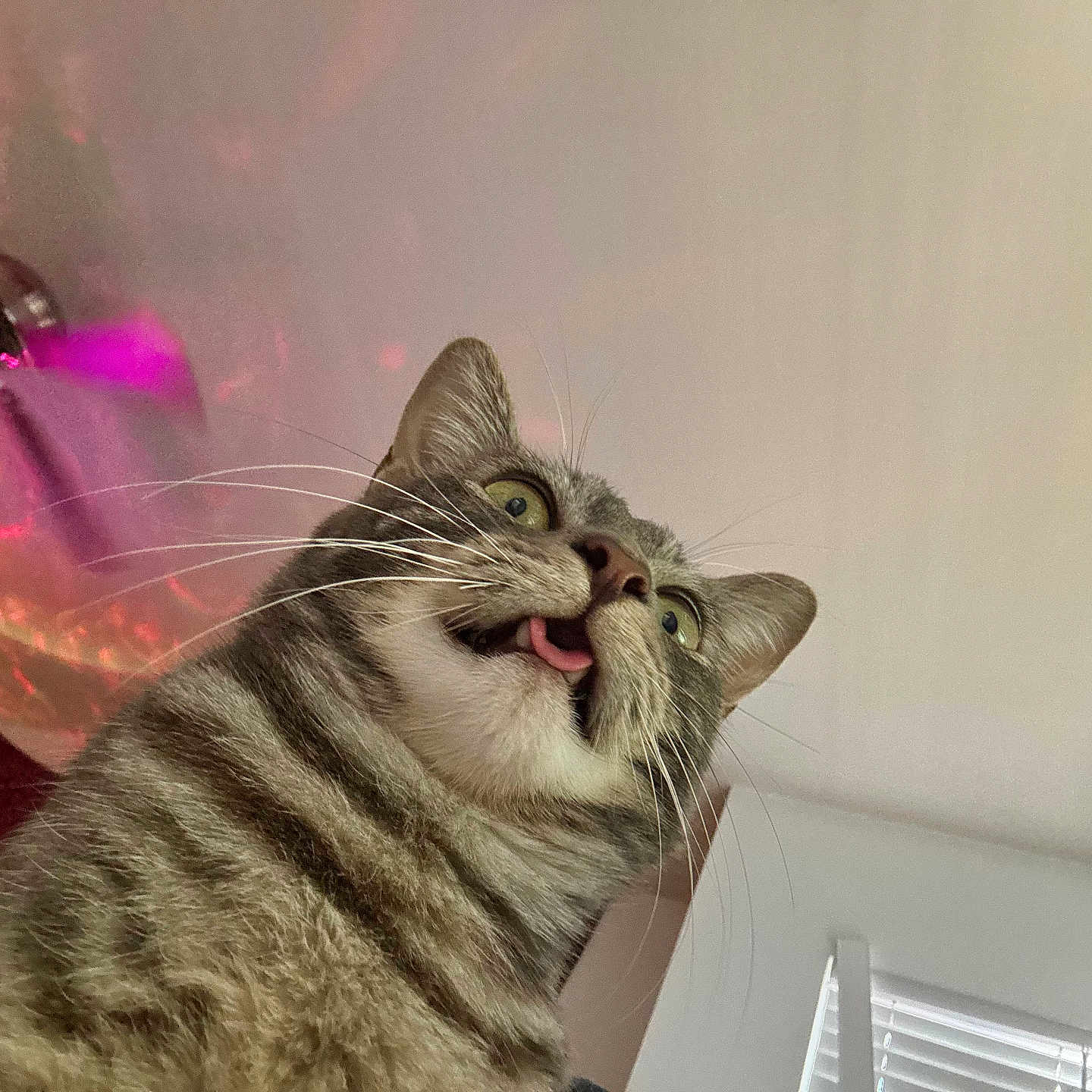 Pickles