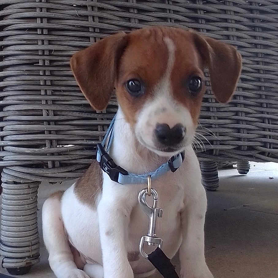 Vaho a rejoint le concours — aidez-le/la à gagner de superbes lots ! accessories, animal, architecture, beagle, belt, boxer, building, bulldog, canine, collar, dog, face, harness, hound, leash, outdoors, pet, puppy, shelter, strap