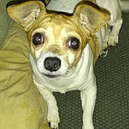 Sadie Mae is registered to the contest to win money with this photo: dog, small_dog, pet, indoor, flash, couch, pillow, brown_and_white, ears, eyes, nose, fur, animal, looking_up, sitting, domestic_animal, companion, cute, alert, close_up