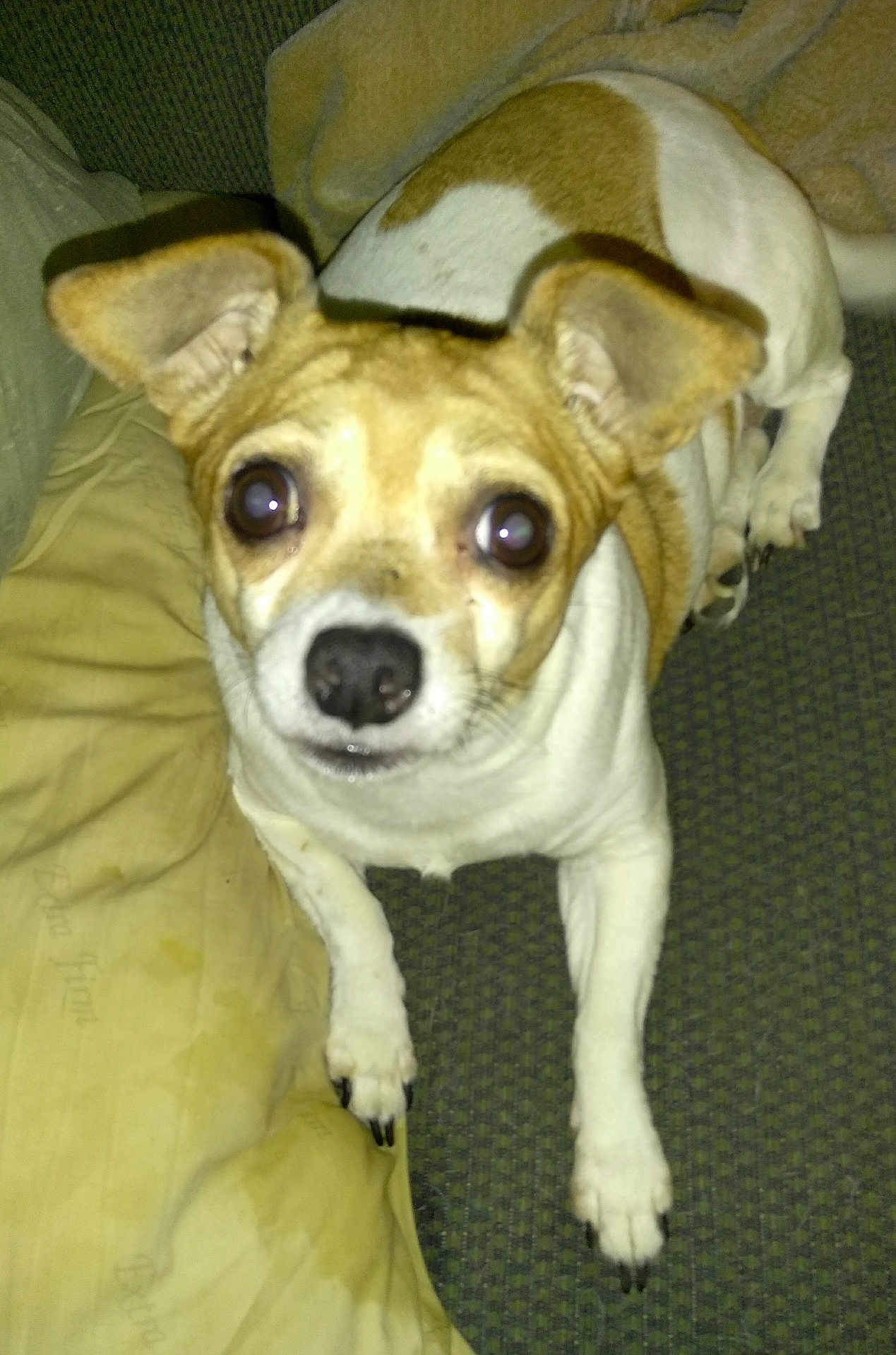 Sadie Mae is registered to the contest to win money with this photo: dog, small_dog, pet, indoor, flash, couch, pillow, brown_and_white, ears, eyes, nose, fur, animal, looking_up, sitting, domestic_animal, companion, cute, alert, close_up