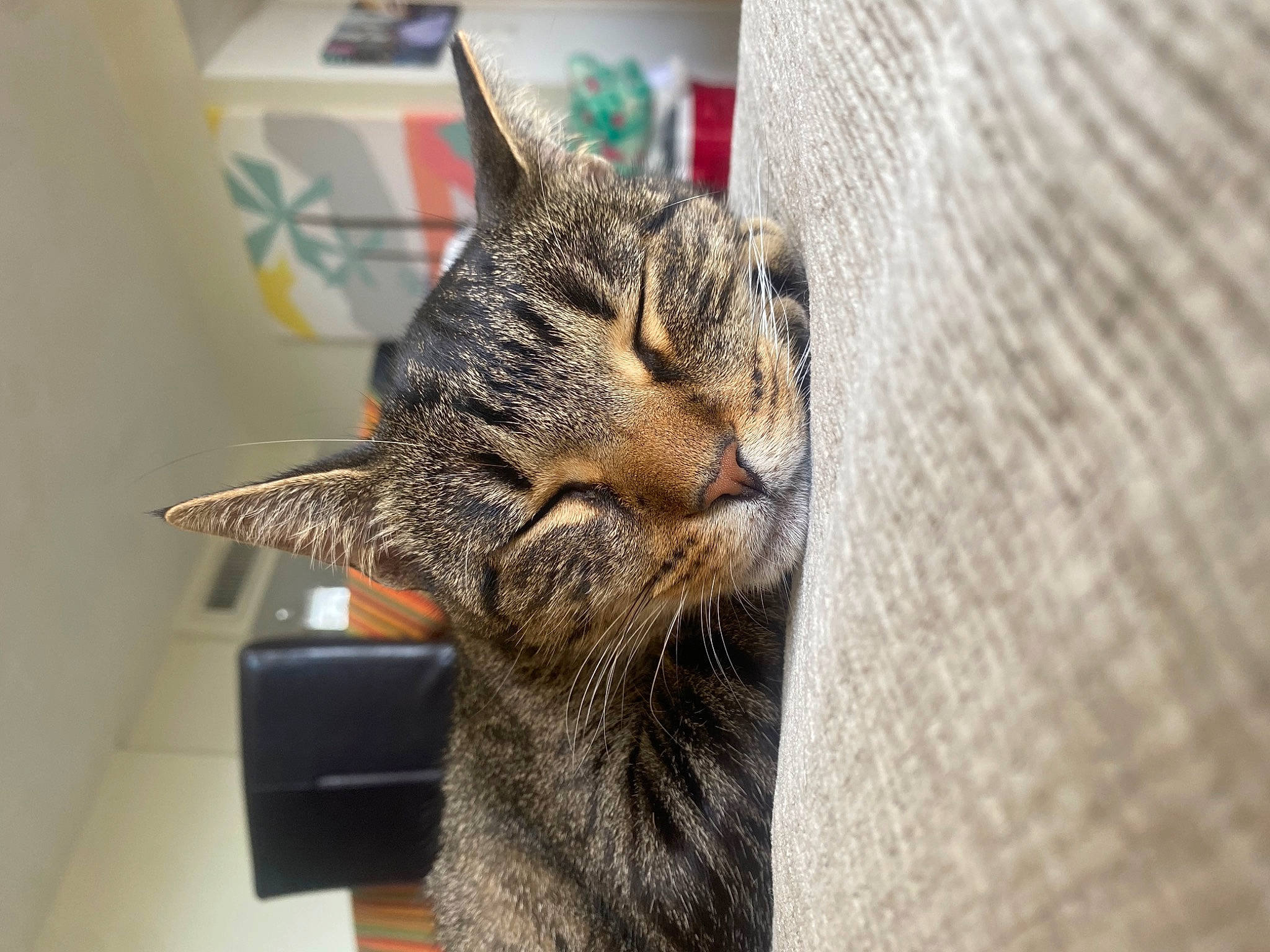 Grogu joined the competition — help win amazing prizes! carnivore, cat, claw, domestic_short_haired_cat, ear, felidae, fur, paw, small_to_medium_sized_cats, snout, terrestrial_animal, whiskers, window