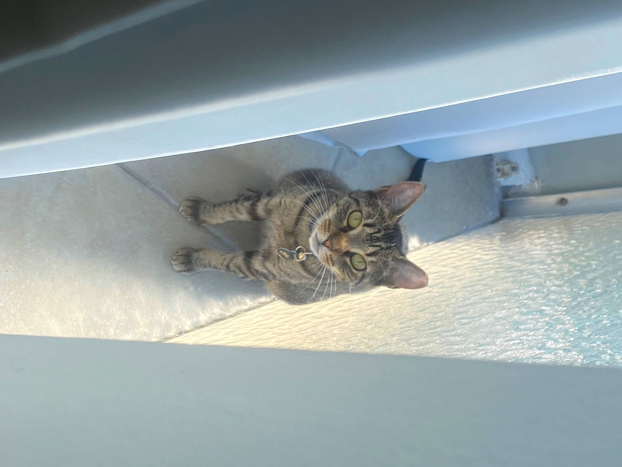 Grogu joined the competition — help win amazing prizes! carnivore, cat, ceiling, daylighting, domestic_short_haired_cat, felidae, flooring, fur, paw, plaster, room, shadow, small_to_medium_sized_cats, tail, whiskers, wood