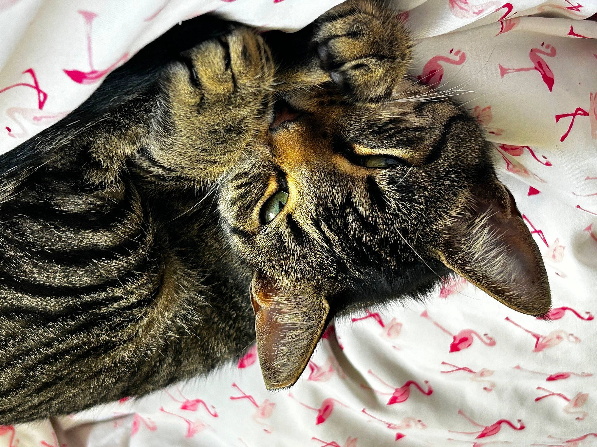 Grogu joined the competition — help win amazing prizes! carnivore, cat, claw, domestic_short_haired_cat, felidae, foot, fur, nap, pattern, paw, small_to_medium_sized_cats, snout, tail, terrestrial_animal, textile, whiskers