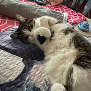 Misty is registered to the contest to win money with this photo: cat, fluffy, paw, black_spot, quilted_blanket, indoor, toy, relaxed, feline, home, cozy, lying_down, cute, pet, animal, fur, resting, comfort, living_room, colorful