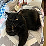 Wednesday is registered to the contest to win money with this photo: animal, armchair, black_cat, cat, collar, comfort, cozy, cute, domestic_cat, fur, furniture, home_interior, indoor, lamp, living_room, pet, quilt, relaxed, resting, yellow_eyes