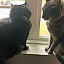 Wednesday joined the competition — help win amazing prizes! animal, black_cat, building, car, cat, collar, daylight, domestic_animal, feline, fur, gray_cat, house, indoor, looking_outside, pets, screen_window, side_view, sitting, window, windowsill