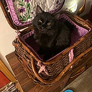 Wednesday joined the competition — help win amazing prizes! animal, basket, black_cat, cat, cozy, cute, decor, domestic, feline, flip_flops, floor, fur, home, indoor, pet, purple_fabric, relaxed, resting, wooden_furniture, woven_basket