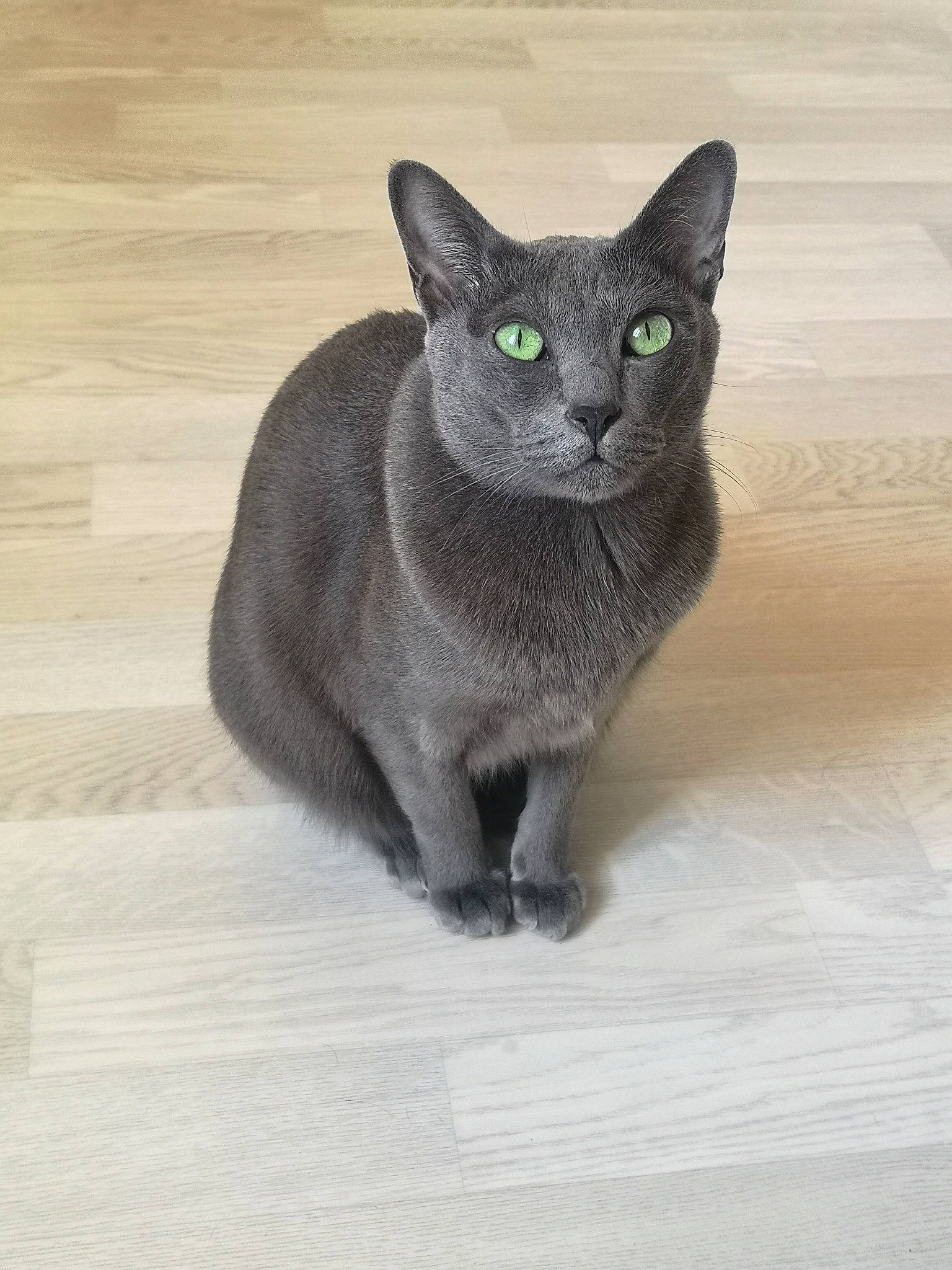 Mimmi a rejoint le concours — aidez-le/la à gagner de superbes lots ! black_cat, carnivore, cat, domestic_short_haired_cat, felidae, flooring, fur, grey, hardwood, russian_blue, small_to_medium_sized_cats, snout, tail, terrestrial_animal, varnish, whiskers, window, wood