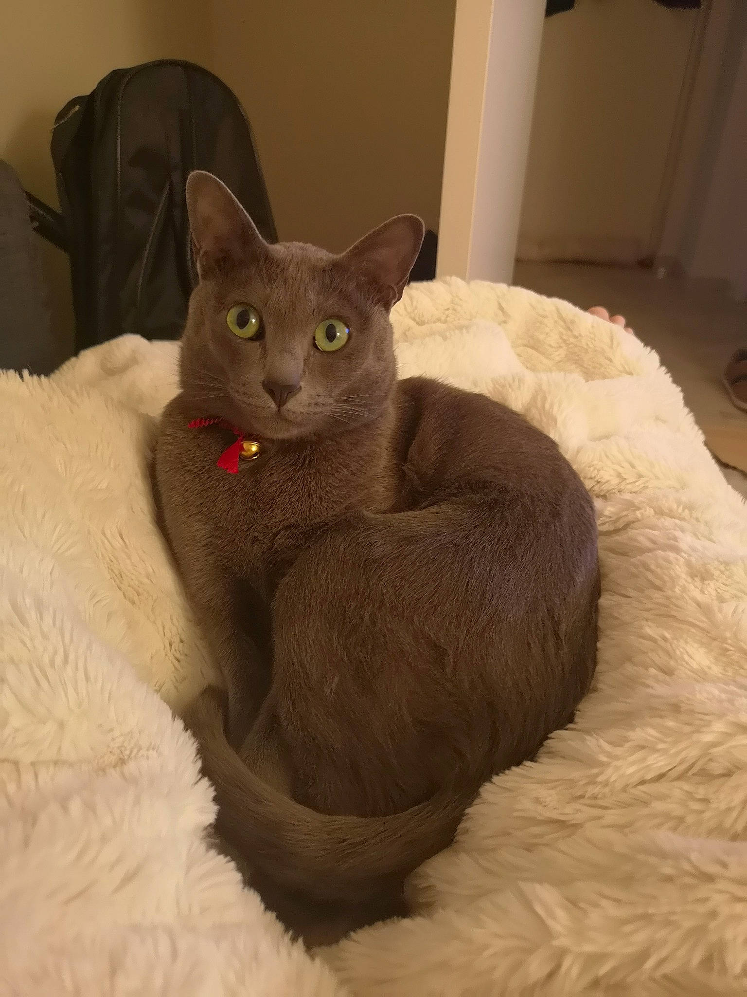 Mimmi participe au concours pour gagner de l'argent avec cette photo : bed, black_cat, carnivore, cat, cat_bed, cat_supply, comfort, domestic_short_haired_cat, eye, fawn, felidae, fur, grey, hardwood, small_to_medium_sized_cats, snout, tail, terrestrial_animal, whiskers, window