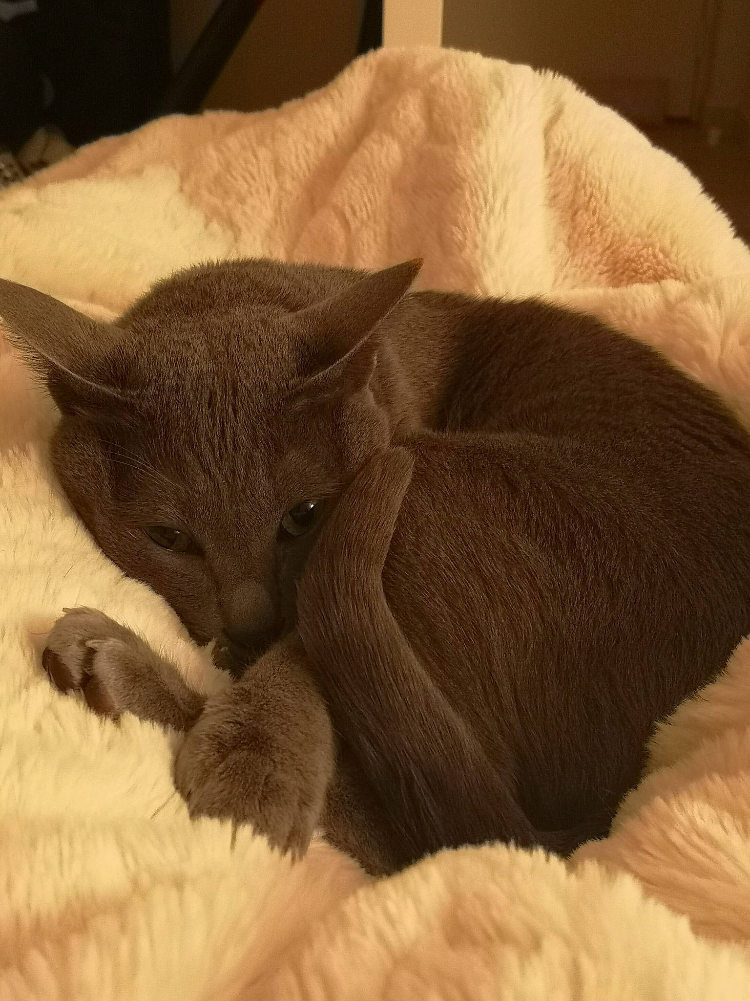 Mimmi participe au concours pour gagner de l'argent avec cette photo : canidae, carnivore, cat, cat_bed, cat_supply, claw, comfort, dog_breed, domestic_short_haired_cat, fawn, felidae, fur, grey, linens, liver, paw, small_to_medium_sized_cats, tail, terrestrial_animal, whiskers