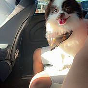 Gizmo joined the competition — help win amazing prizes! bandana, car_interior, dog, fluffy, happy, headrest, leg, passenger, pet, pomeranian, reflection, road_trip, sandal, seat, seatbelt, shorts, sunlight, tongue_out, tree, window