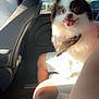 bandana, car_interior, dog, fluffy, happy, headrest, leg, passenger, pet, pomeranian, reflection, road_trip, sandal, seat, seatbelt, shorts, sunlight, tongue_out, tree, window