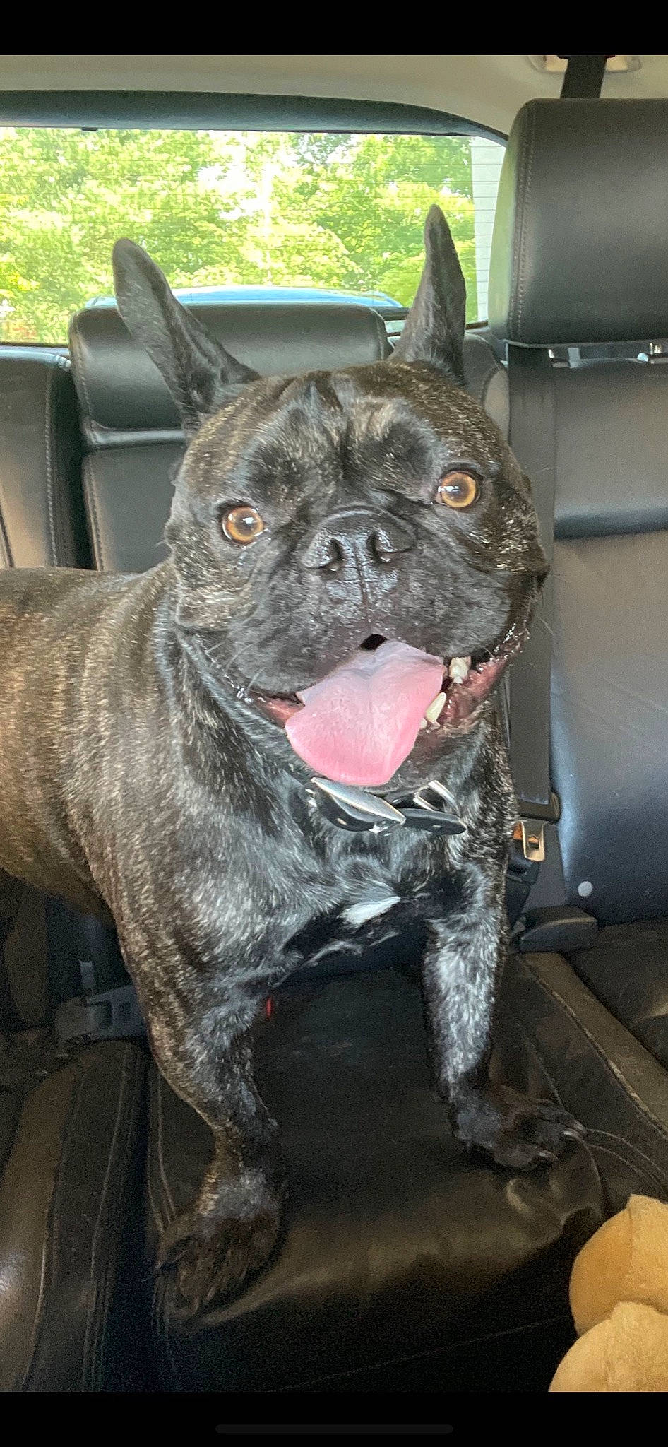 Jupiter joined the competition — help win amazing prizes! bulldog, canidae, carnivore, collar, companion_dog, dog, dog_breed, dog_collar, ear, fawn, fur, jaw, molosser, snout, sporting_group, terrestrial_animal, toy_dog, whiskers, working_animal, wrinkle