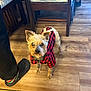 dog, small_dog, yorkshire_terrier, plaid_shirt, red_black_check, pet_clothing, collar, leash, hardwood_floor, chair, dining_room, shoe, crocs, sock, person_leg, indoor, portrait, looking_up, cute, costume