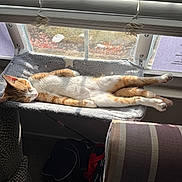 Jordan joined the competition — help win amazing prizes! cat, orange_tabby, sleeping, sunbathing, window, blinds, sunlight, cat_bed, cushion, paw, whiskers, indoor, chair, striped_chair, backpack, carpet, cozy, relaxed, nap, fur