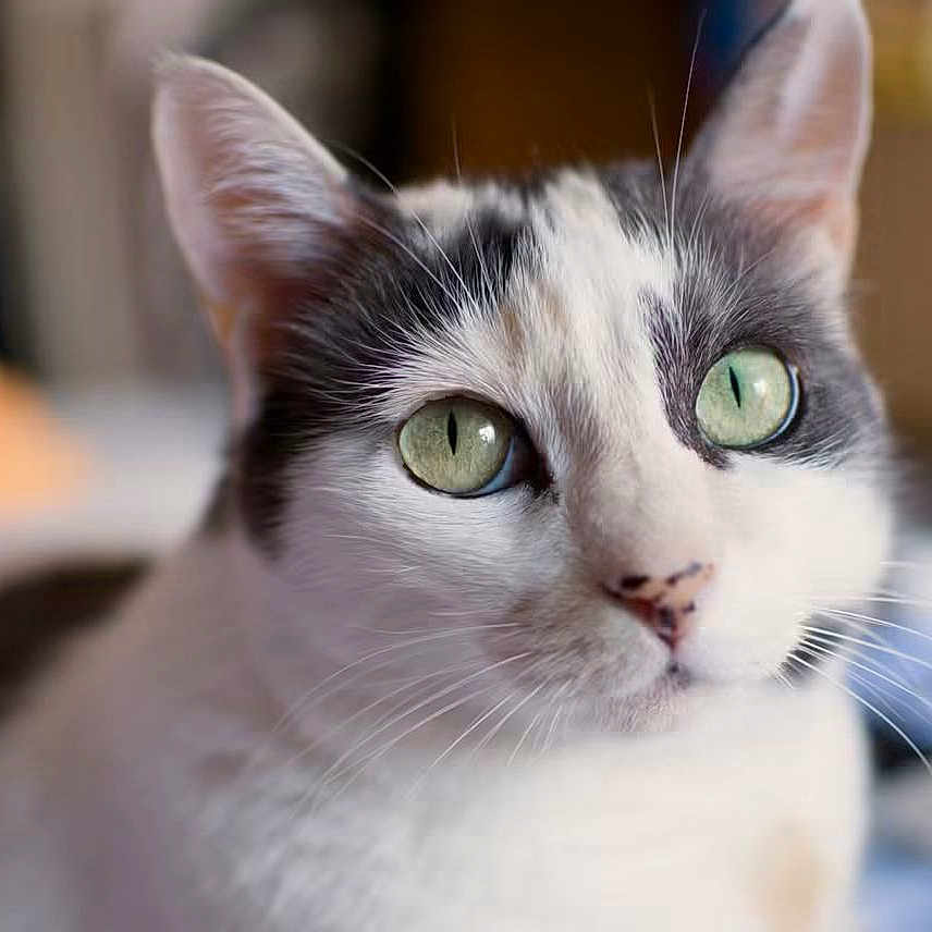 Naïa