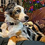 dog, puppy, tri_color, collar, indoor, blanket, couch, christmas_tree, holiday_lights, decorations, fur, pet, relaxed, side_view, animal, canine, warm_lighting, cozy, home, portrait