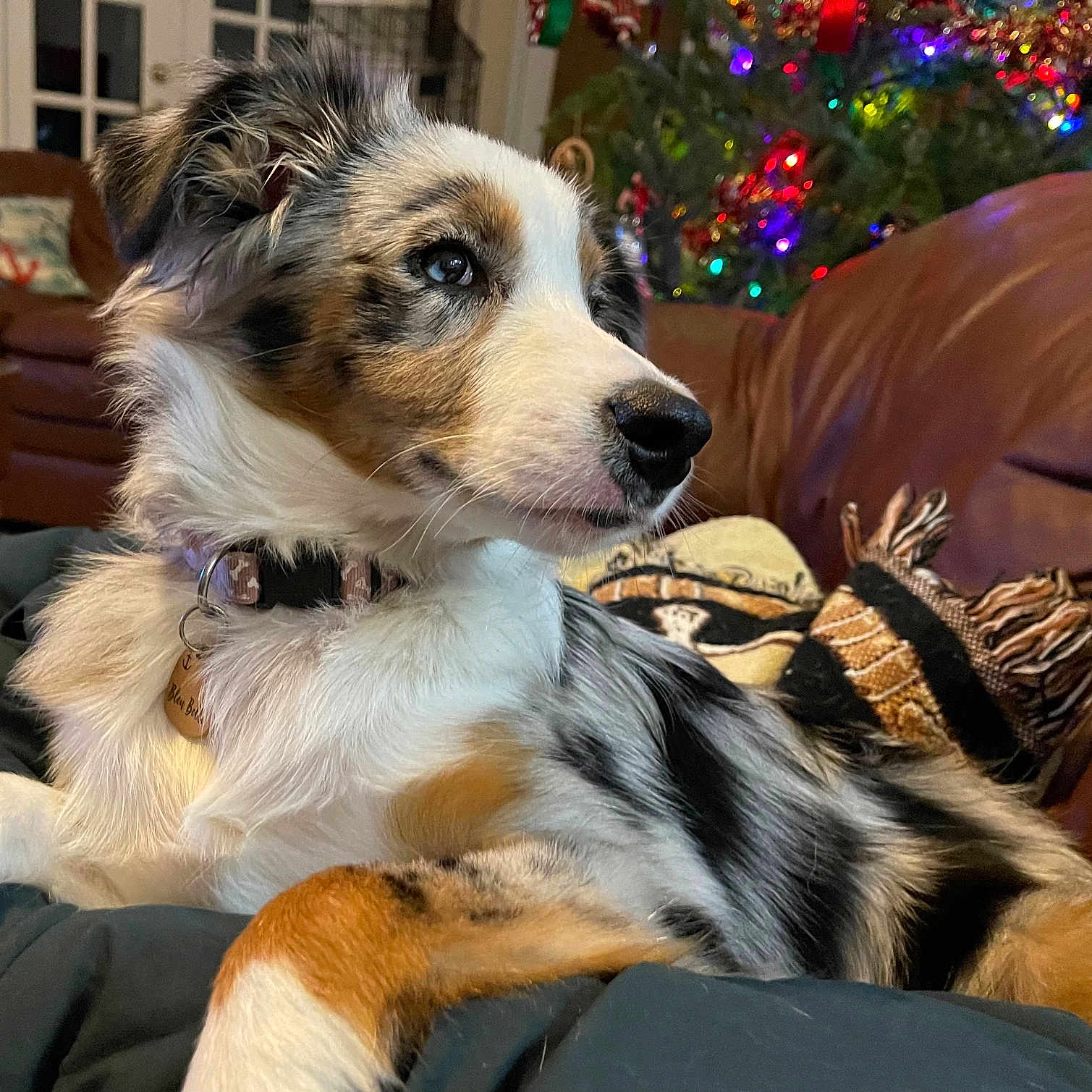 Bleubelle is registered to the contest to win money with this photo: animal, blanket, canine, christmas_tree, collar, couch, cozy, decorations, dog, fur, holiday_lights, home, indoor, pet, portrait, puppy, relaxed, side_view, tri_color, warm_lighting