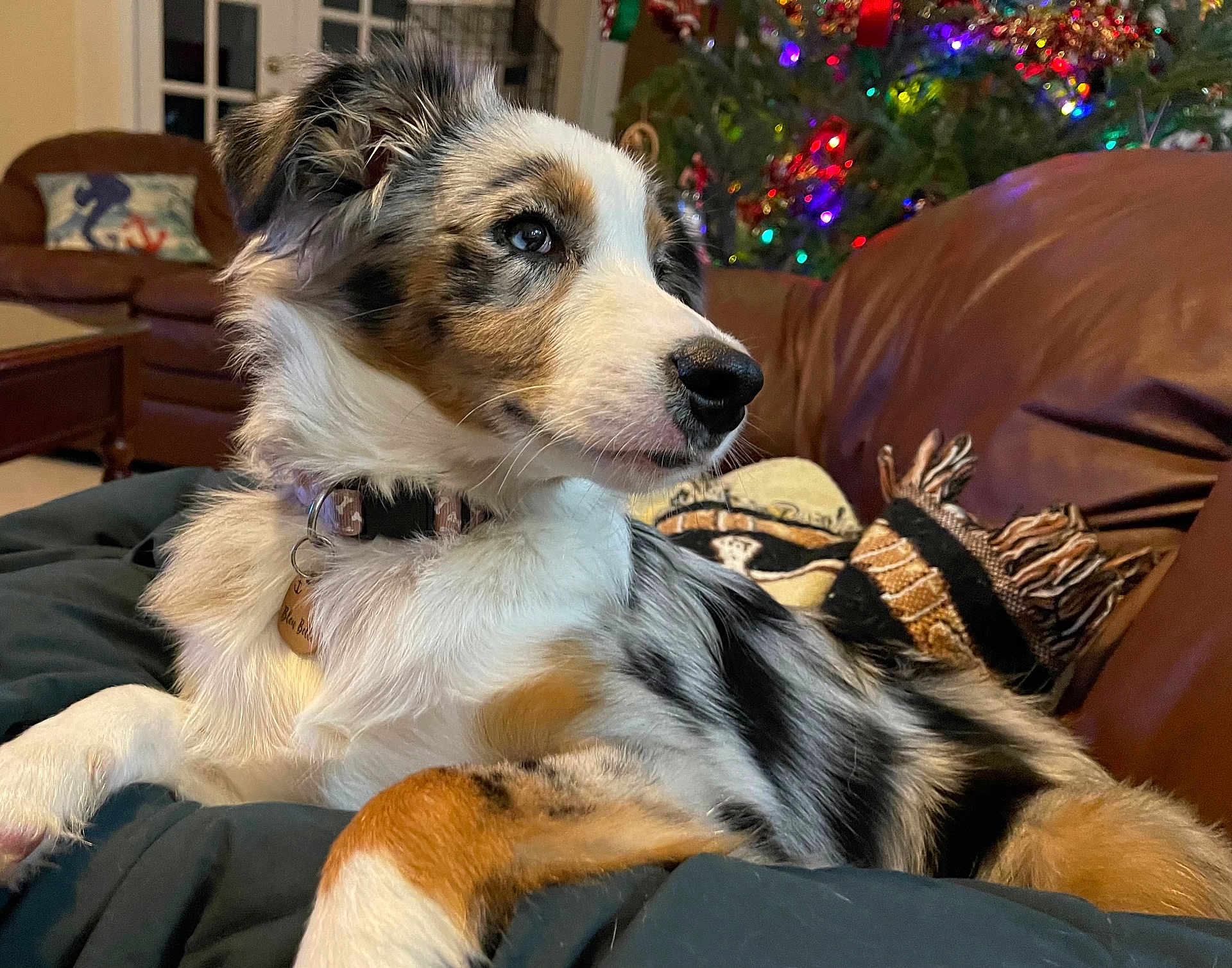 Bleubelle is registered to the contest to win money with this photo: dog, puppy, tri_color, collar, indoor, blanket, couch, christmas_tree, holiday_lights, decorations, fur, pet, relaxed, side_view, animal, canine, warm_lighting, cozy, home, portrait