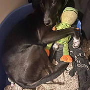 Maya participe au concours pour gagner de l'argent avec cette photo : dog, black_dog, stuffed_toy, frog_toy, bed, blanket, cozy, pet, animal, fur, paw, tail, indoor, comfort, looking_up, soft_toys, resting, warm_lighting, sleeping_area, domestic