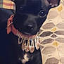 animal, black_dog, close_up, collar, companion, couch, cute, dog, domestic_animal, ears, furniture, home, indoor, jewelry, laying, patterned_cushion, pet, portrait, relaxing, small_dog