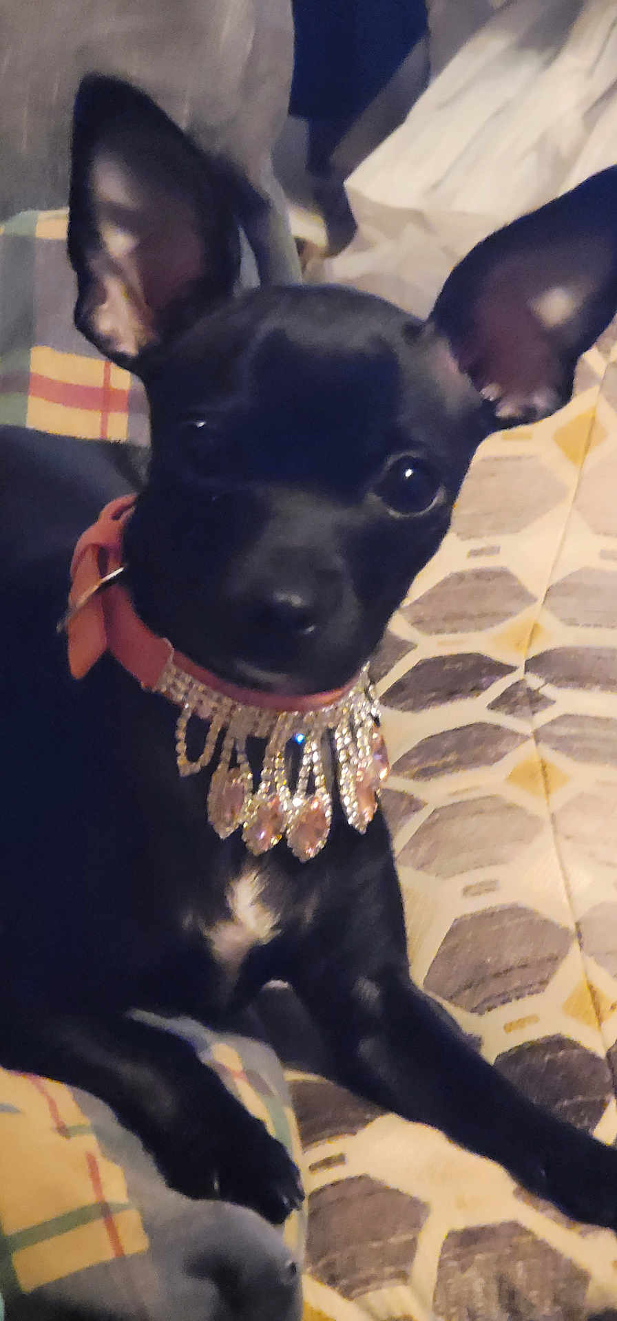 Raven joined the competition — help win amazing prizes! animal, black_dog, close_up, collar, companion, couch, cute, dog, domestic_animal, ears, furniture, home, indoor, jewelry, laying, patterned_cushion, pet, portrait, relaxing, small_dog