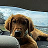 animal, car_interior, closeup, clouds, cute, dog, domestic_animal, fur, golden_retriever, leisure, pet, portrait, puppy, relaxed, resting, seat, sky, travel, window, young_dog
