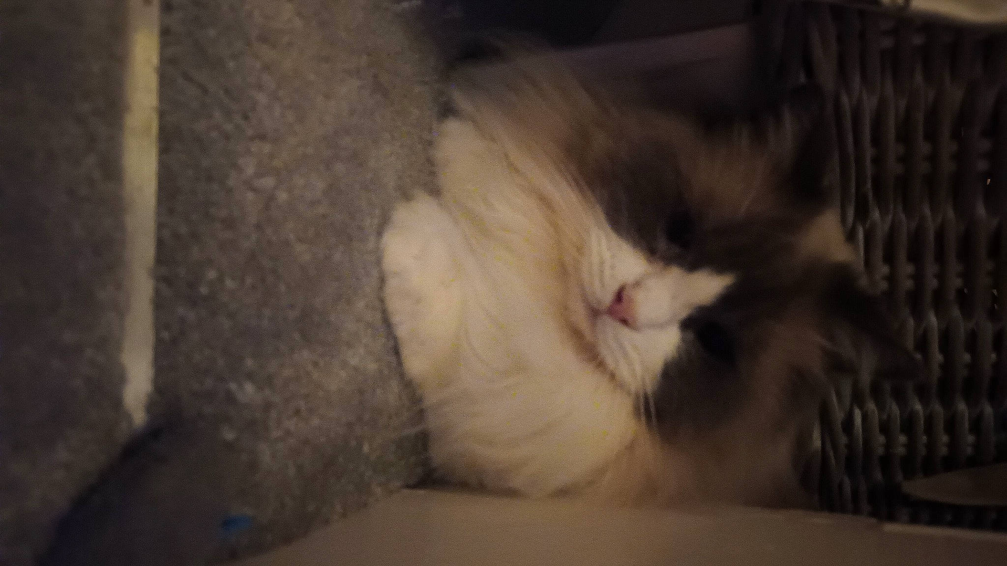 Silver is registered to the contest to win money with this photo: carnivore, cat, claw, comfort, darkness, domestic_short_haired_cat, eye, fawn, felidae, flooring, fur, nap, paw, sleep, small_to_medium_sized_cats, snout, tail, terrestrial_animal, whiskers, wood