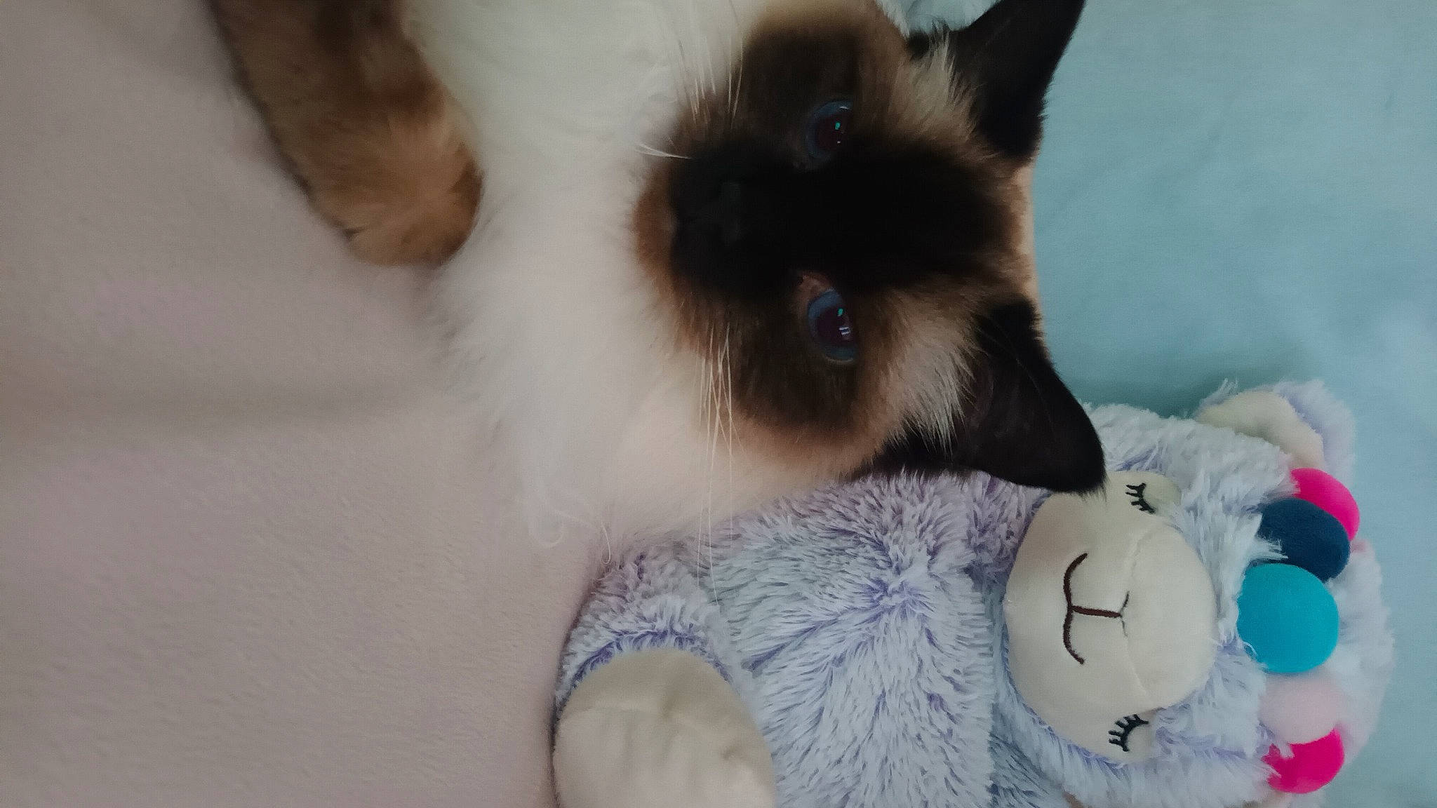 Maggie joined the competition — help win amazing prizes! bag, balinese, birman, carnivore, cat, companion_dog, dog_breed, fashion_accessory, fawn, felidae, fur, paw, siamese, small_to_medium_sized_cats, snout, stuffed_toy, tail, thai, toy, whiskers