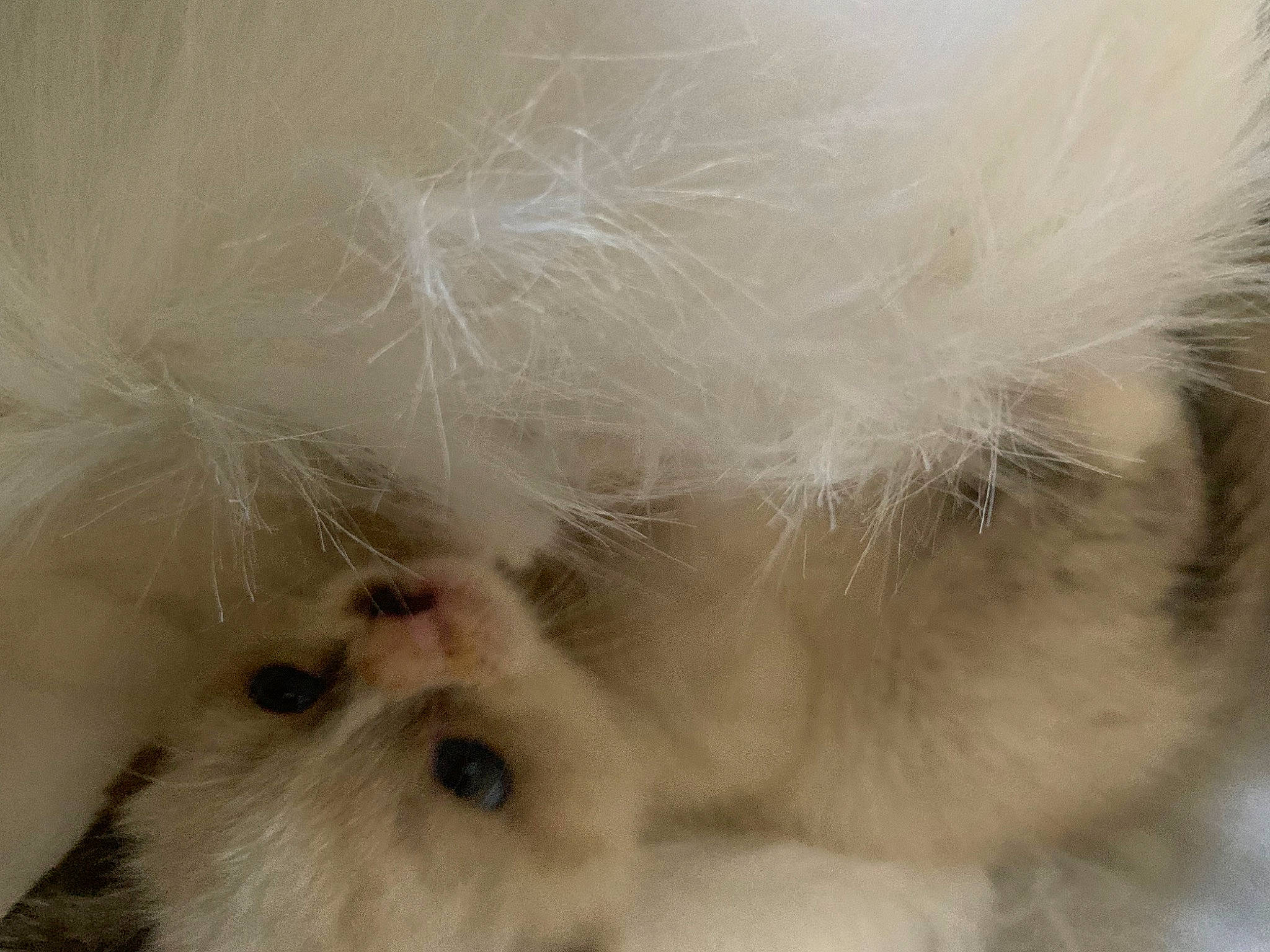 Badger is registered to the contest to win money with this photo: angora_rabbit, carnivore, cat, companion_dog, fawn, felidae, fur, paw, small_to_medium_sized_cats, snout, terrestrial_animal, whiskers