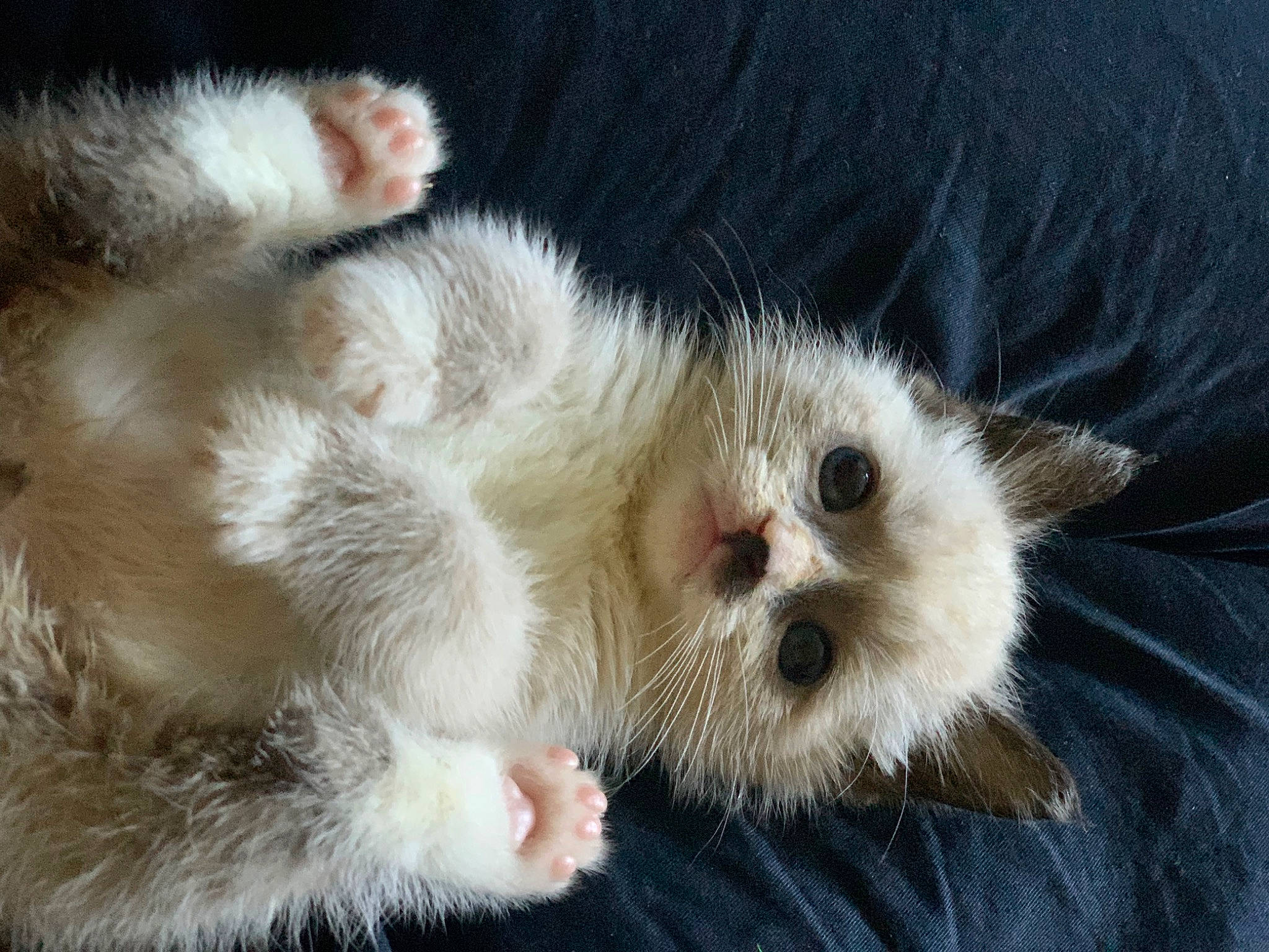 Badger joined the competition — help win amazing prizes! carnivore, cat, claw, comfort, domestic_short_haired_cat, fawn, felidae, fur, gesture, nap, paw, small_to_medium_sized_cats, snout, terrestrial_animal, whiskers