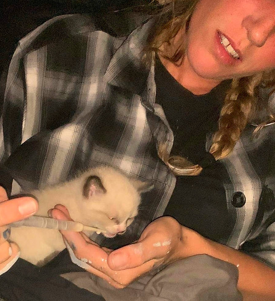 Badger is registered to the contest to win money with this photo: carnivore, cat, comfort, eyelash, facial_expression, fawn, felidae, finger, gesture, hairstyle, hand, mouth, nail, neck, organ, skin, sleeve, small_to_medium_sized_cats, smile, whiskers