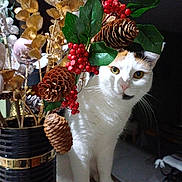 Mimie participe au concours pour gagner de l'argent avec cette photo : cat, pine_cones, red_berries, green_leaves, vase, decorations, indoor, white_cat, curious, holiday, festive, plant, nature, close_up, pet, animal, whiskers, table, shadow, background