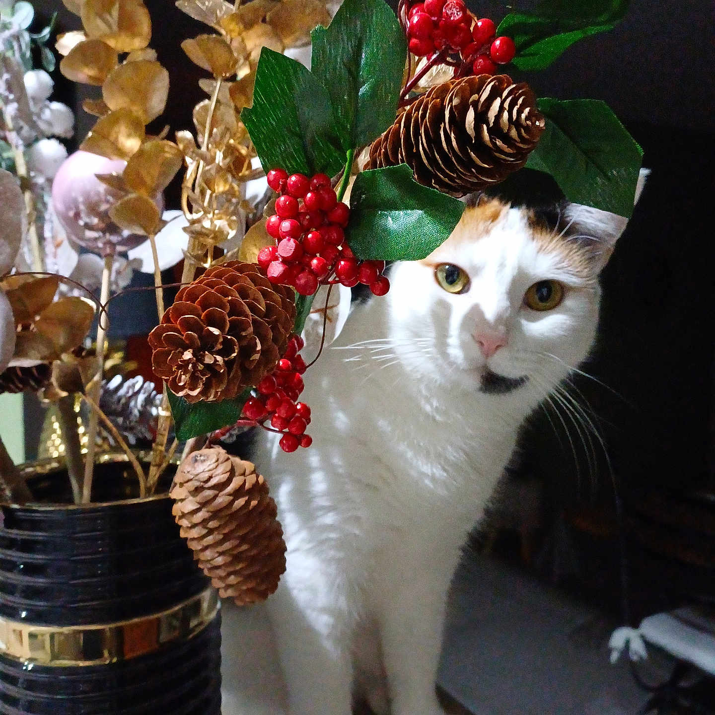 Mimie participe au concours pour gagner de l'argent avec cette photo : animal, background, cat, close_up, curious, decorations, festive, green_leaves, holiday, indoor, nature, pet, pine_cones, plant, red_berries, shadow, table, vase, whiskers, white_cat