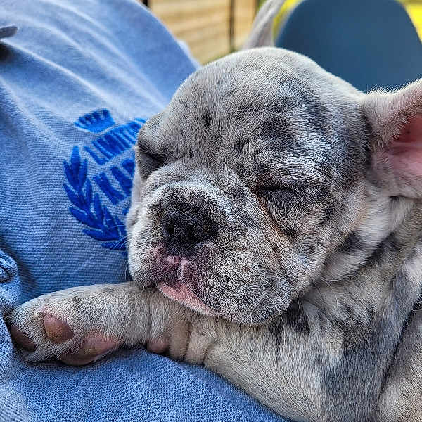 Blu