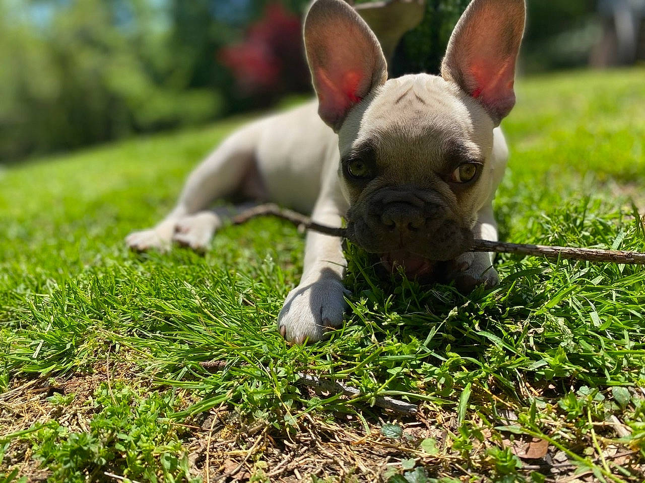 Rockey joined the competition — help win amazing prizes! bulldog, canidae, carnivore, companion_dog, dog, dog_breed, fawn, french_bulldog, grass, mammal, non_sporting_group, plant, puppy, rare_breed_dog, snout, toy_bulldog, vertebrate