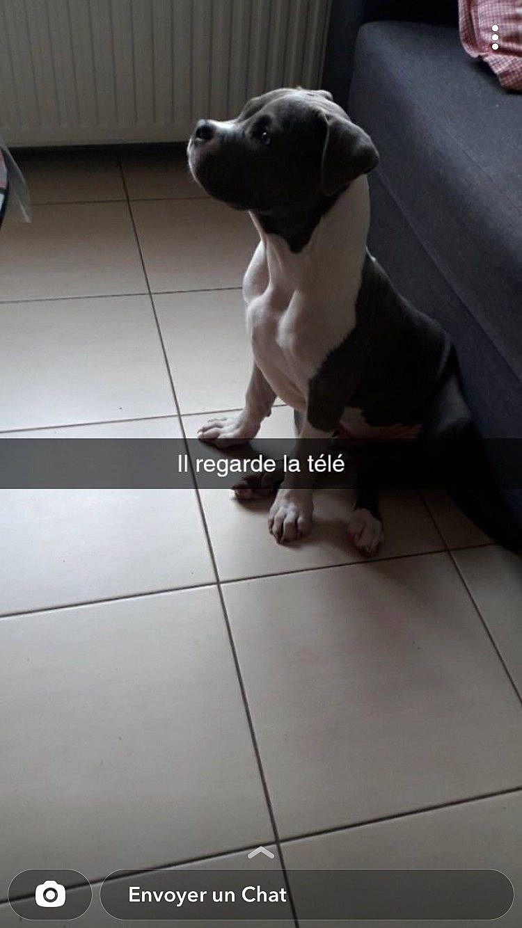 Sacco a rejoint le concours — aidez-le/la à gagner de superbes lots ! carnivore, companion_dog, dog, dog_breed, dog_collar, floor, flooring, foot, guard_dog, human_leg, leash, metal, monochrome, monochrome_photography, sporting_group, tail, tile, toy, vehicle_door, working_animal