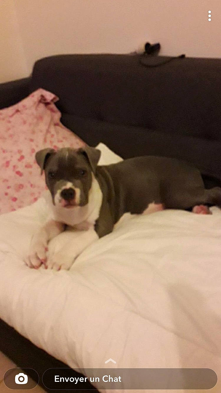 Sacco a rejoint le concours — aidez-le/la à gagner de superbes lots ! bored, boston_terrier, canidae, carnivore, comfort, companion_dog, couch, dog, dog_breed, fawn, grey, linens, nap, non_sporting_group, pillow, sleep, snout, sporting_group, toy_dog, working_animal