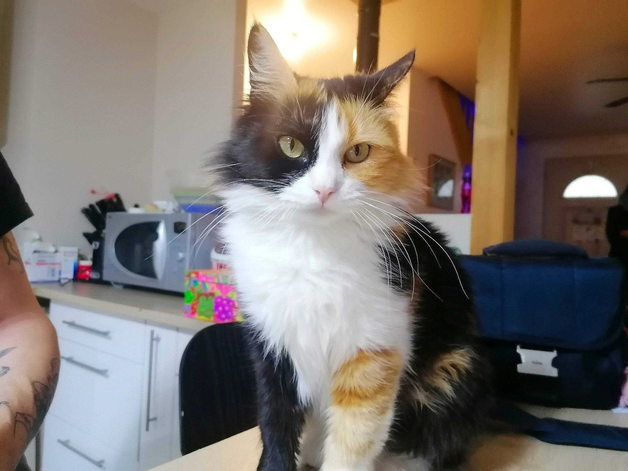 Noucky a rejoint le concours — aidez-le/la à gagner de superbes lots ! carnivore, cat, domestic_long_haired_cat, domestic_short_haired_cat, european_shorthair, eye, felidae, fur, iris, kitten, maine_coon, mammal, norwegian_forest_cat, polydactyl_cat, ragamuffin, small_to_medium_sized_cats, whiskers