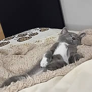 Happy participe au concours pour gagner de l'argent avec cette photo : kitten, cat, sleeping, bed, blanket, cozy, furry, resting, indoor, pet, cute, relaxing, animal, soft, feline, comfort, gray, white, paw, fur