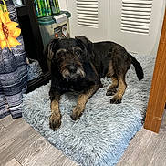Oliver is registered to the contest to win money with this photo: dog, pet, indoor, fluffy_mat, floor, curtain, sunflower, can, storage_container, wood_floor, door, brown_dog, looking, lying_down, furniture, relaxed, domestic, room, cozy, companion