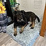 dog, pet, indoor, fluffy_mat, floor, curtain, sunflower, can, storage_container, wood_floor, door, brown_dog, looking, lying_down, furniture, relaxed, domestic, room, cozy, companion