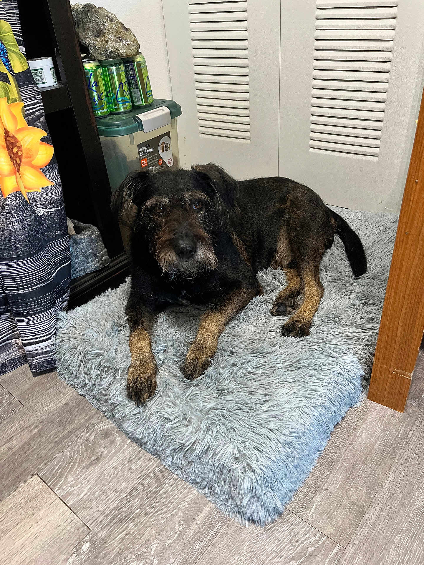 Oliver is registered to the contest to win money with this photo: dog, pet, indoor, fluffy_mat, floor, curtain, sunflower, can, storage_container, wood_floor, door, brown_dog, looking, lying_down, furniture, relaxed, domestic, room, cozy, companion