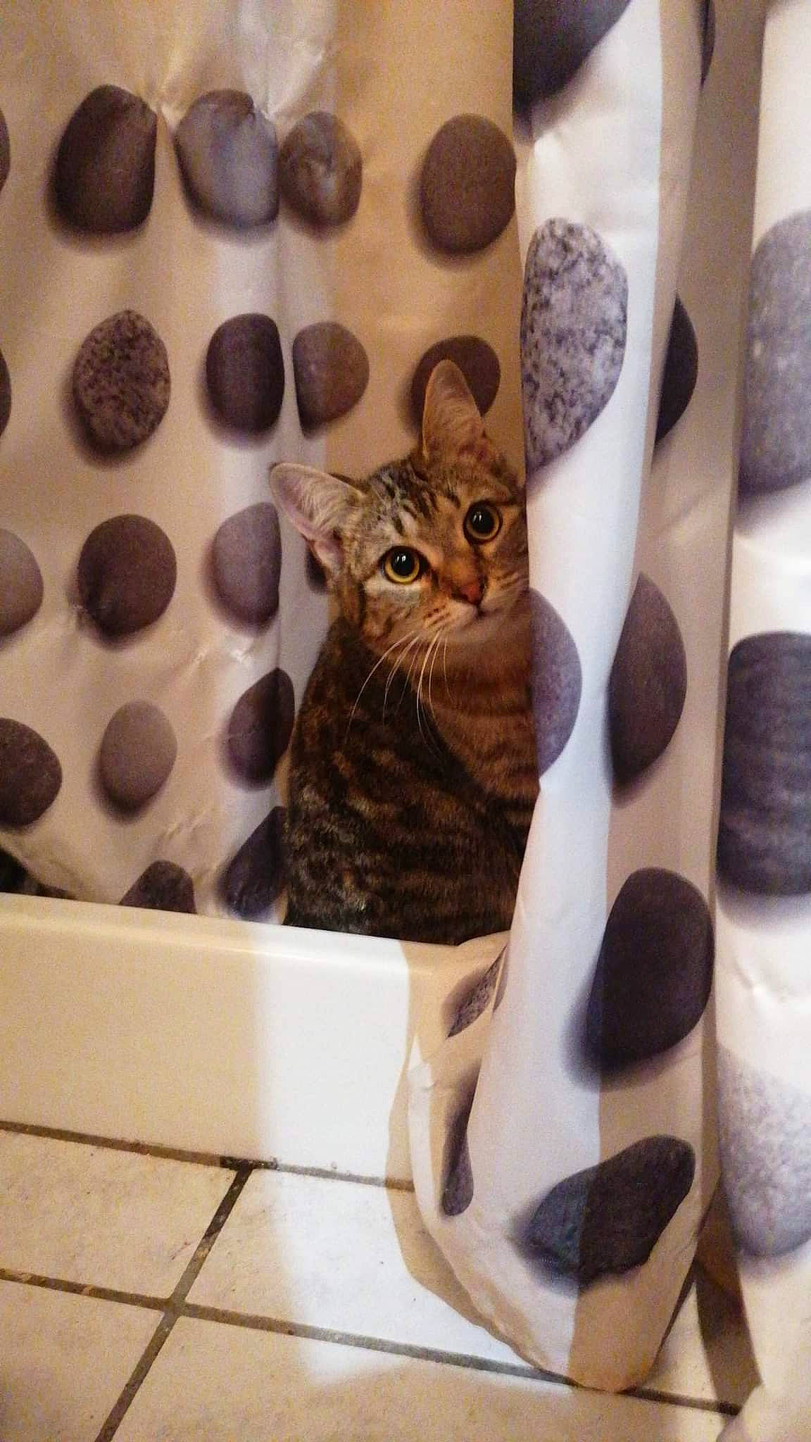 Saucisse a rejoint le concours — aidez-le/la à gagner de superbes lots ! carnivore, cat, cat_supply, comfort, domestic_short_haired_cat, fawn, felidae, flooring, fur, grey, linens, pattern, plant, small_to_medium_sized_cats, stairs, tail, textile, tree, whiskers, wood